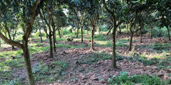 Cần bán nền đôi đối diện đường Ông Cả