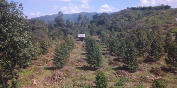 Bán lô đất nhanh  8x42x80m tho cư.  mặt đường 725. giá  130tr/1m