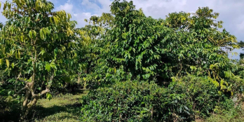 Chính chủ cần bán lô đất 10x50  trưa  tho cư.  400tr. cả  lô