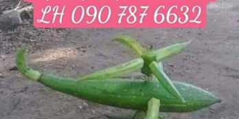 Siêu phẩm 5 lô Suối Tiên giá đầu tư cực rẻ