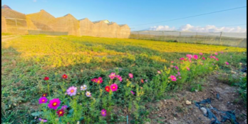 Lô đất bán cuối năm giá tốt diện tích 5,2x24,7