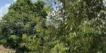 Bán đất vườn đẹp chính chủ ở TP Đồng Xoài tỉnh Bình Phước