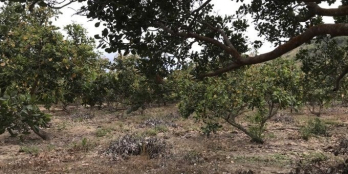 Nhanh còn kịp dt 2,8 mẫu nông nghiệp chỉ 2,9 tỷ bớt Lộc, Tân phúc, Hàm Tân