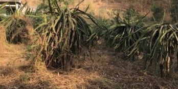 Nhanh còn kịp! Bán đất thị trấn Tân Nghĩa, Hàm Tân, Bình Thuận DT 8 sào