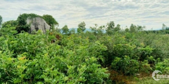 Bán 6,3ha đất nhà vườn trồng nhãn tuyệt đẹp