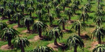 ĐẦU TƯ SINH LỜI SIÊU PHẨM HƠN 7 SÀO ĐẤT MẶT TIỀN ĐƯỜNG, VIEW SUỐI.