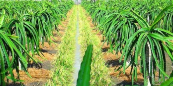 Bán 12,6H đất có 8000 trụ thanh long đang thu hoạch 5tỷ/năm sát đường Hòn Dồ