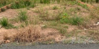 Đất thổ cư Huỳnh Hữu Trí gần chợ Bình Chánh, xã Bình Chánh-đất rộng giá lại hẹp