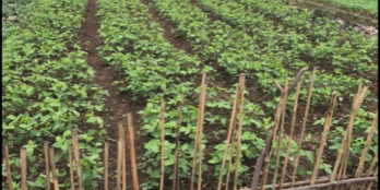 Với diện tích 114m2 chỉ có giá 8tr/m2 tại Phùng Hưng