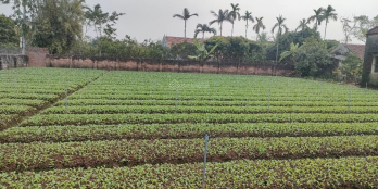 Với Diện tích: 200m2 Đường thông ô tô tránh nhau, phong thủy vượng khí