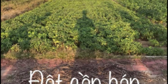 Mảnh đất với tổng diện tích hơn 5000m2 giá 1ty900