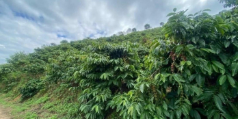 Bán lô đất Lâm Hà viêw đẹp có giếng khoan