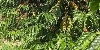 Lô đất cafe đẹp đường đi thuận tiện giá rẻ