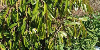 Góc bán đất đường rộng ô tô đi thoải mái