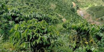 Lô đấ coa tổng diện tích 10000m2 giá rẻ