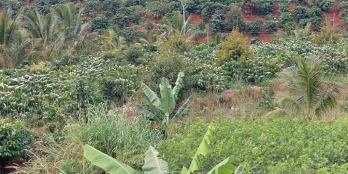 Bán đất suối làm khu nghỉ dưỡng