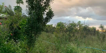 Bán đất giá 950tr có diện tích 3sào5