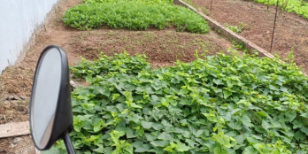 Bán đất phân lô phường Phúc Lợi, Long Biên, an sinh tốt, 48m, nhỉnh 2 tỷ