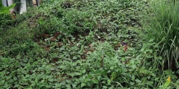 Kẹt tiền cần bán gấp lô đất ngay Khu Dân Cư của Bảo Quang. Tp Long Khánh