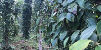 Cuối năm cần ra gấp mảnh vườn nghỉ dưỡng mặt tiền đường betong