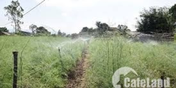 Mộ đức 7,5x24m2 ( 180m có 100m2 đất ở) bán chính chủ ai cần mua liên hệ ngay