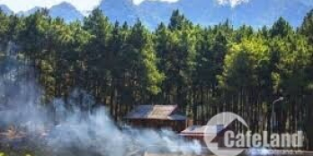 Bán đất Rừng Thông Bản Áng, Mộc Châu, Sơn La