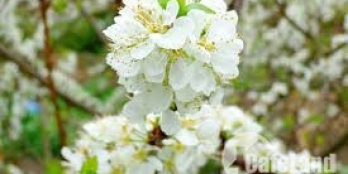 Đất Mộc Châu 9200m2 Vườn mận đường ô tô, có 250m thổ cư- LH 0822356688