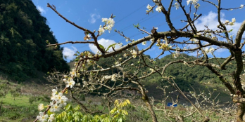 Bán gấp lô đất vùng Mận nổi tiếng Mường Sang, Mộc Châu, 3000m2. LH 0942.365.111