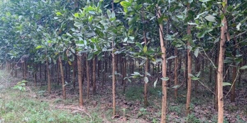 Lô Đất Xuân Thái, Như Thanh, Thanh Hoá