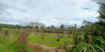 Đất xã thành hải cần bán mặt tiền đường 4met diện tích 300m2