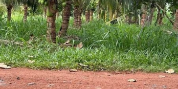 Bán đất mặt tiền đường đất đỏ QH 30m ấp Tân Châu xa Tân Phú huyện Tân Châu