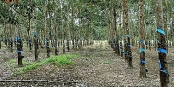 Cần bán Đất nông nghiệp cao su Tánh Linh Bình Thuận