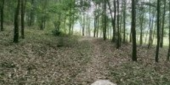 Bán 4ha rừng sản xuất tại Đầm Bối, Yên Trung, Thạch Thất