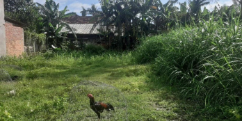 Đừng chờ đợi hãy mua đất, hãy mua đất rồi hãy chờ đợi "