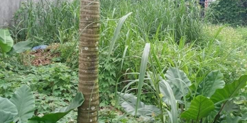 Chính chủ gửi bán lô đất   Quảng Phú khu yên tĩnh an ninh