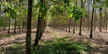 Lô đất rẻ nhất Thôn Ngọc - Lạc Đạo – 67m2 – 850tr