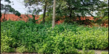 Chính chủ cần bán lô đất hàng cây xanh mát mẻ thoáng mát