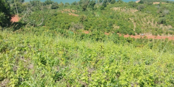 Cần bán gấp 6,2 sào đất Hồ Ngọc, Bảo Lâm