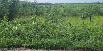 #MẶT_TIỀN_TỈNH_LỘ_908 DT: 5x40 CLN