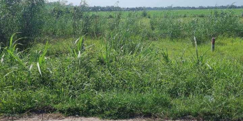 Vị trí: cách đầu khu dân cư 200m, cách ngã tư Rạch Sậy 300m. Thuộc xã Nguyễn Văn