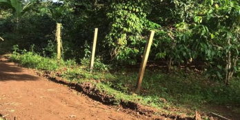 Cần bán 3 sào rẫy, dt( 50*60) đất bằng phẳng