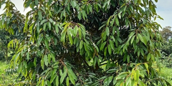 CHÍNH CHỦ CẦN BÁN GẤP GIẢM GIÁ 20 TRIỆU/SÀO QUẢNG PHÚ ĐƯỜNG TRÁNH BUÔN HỒ