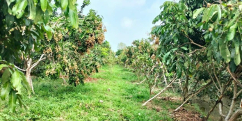 Chủ gửi bán 2344m2 đất cây lâu năm tại Ấp Thống Xã Hoà Hưng Cái Bè