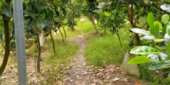 ️Cần bán 4 công đất vườn hiện đang trồng mít ấp An Hiệp xã Đông Hòa Hiệp Cái Bè