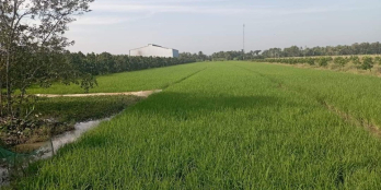 Chính chủ gởi bán 5,8 công đất ruộng, đường đá xanh 1,5m Xã Hậu Mỹ Trinh