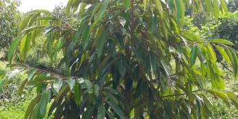 Bán 6công sầu riêng 2năm tuổi MÍT đang cho trái Xã hậu mỹ trinh, cái bè