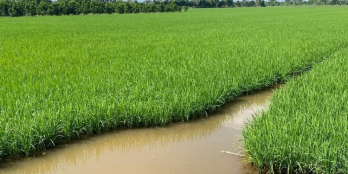 Cần bán 16 công Mỹ Tân,Cái Bè Đường đi điện,nước,nước sinh hoạt đầy đủ