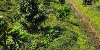 Cần bán gấp 11,7 sầu riêng monthong + mít thái Hậu Mỹ Trinh