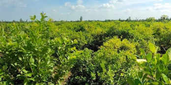 Cần bán 9500m2 đất vườn đang trồng chanh Mỹ Trung, Cái Bè