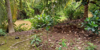 Cần bán 525m vuông đất cln, thuộc ấp An Thạnh xã Đông Hòa Hiệp Cái Bè